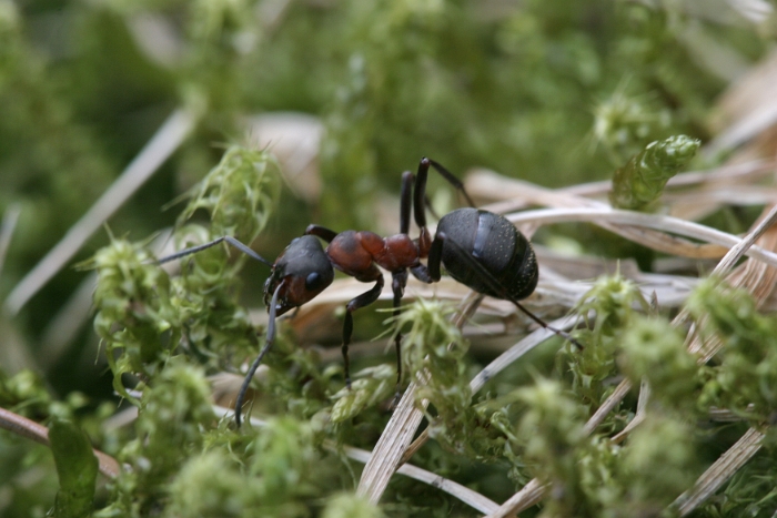 Macro fourmis chalet - 001